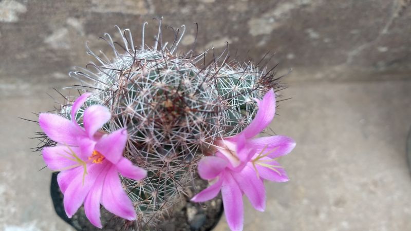 Una foto de Mammillaria sheldonii