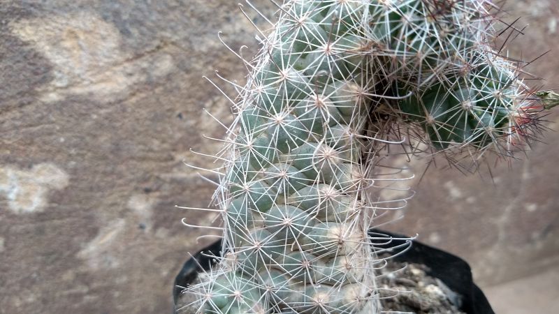 Una foto de Mammillaria sheldonii