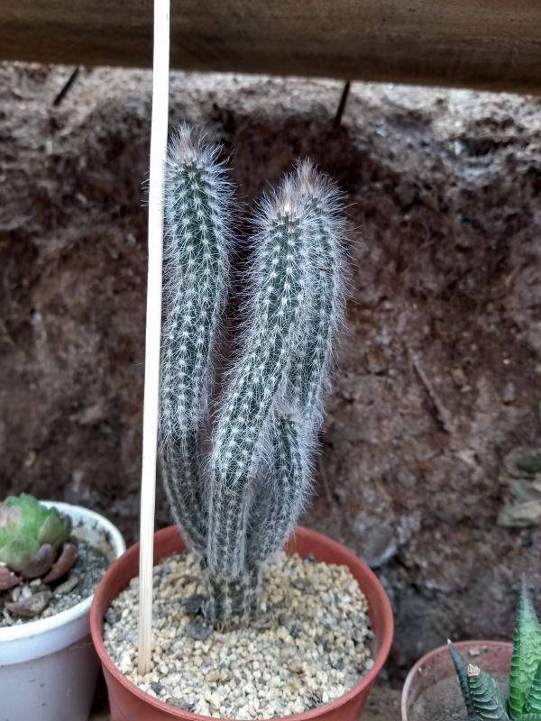 A photo of Echinocereus schmollii