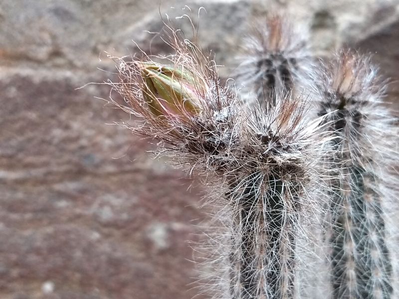A photo of Echinocereus schmollii