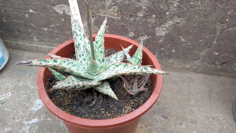 Una foto de Aloe cv. pink blush