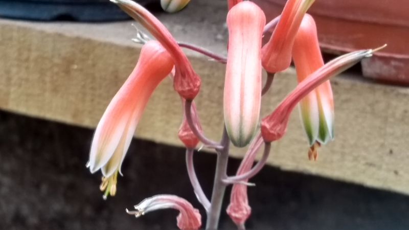 Una foto de Aloe cv. pink blush