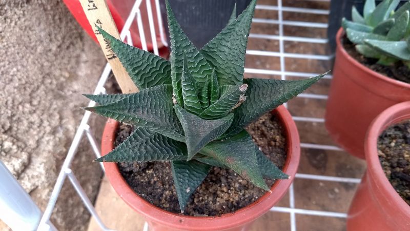 Una foto de Haworthia limifolia