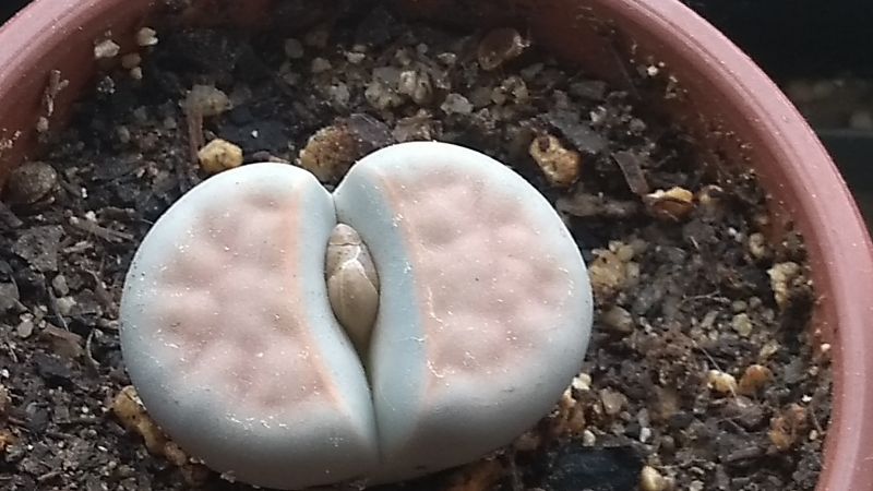 Una foto de Lithops karasmontana ssp. karasmontana