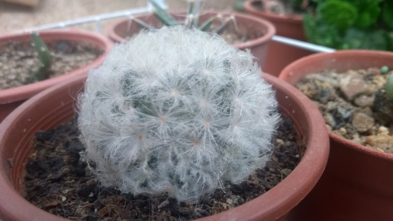 A photo of Mammillaria plumosa