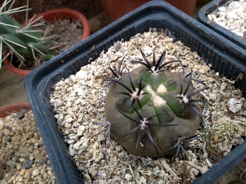 A photo of Copiapoa echinoides