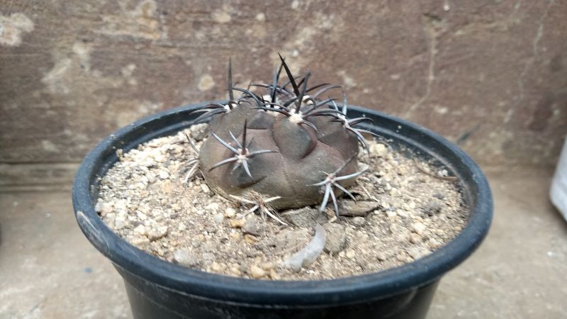 A photo of Copiapoa echinoides