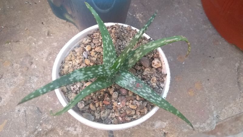 Foto de un cactus que se está identificando actualmente