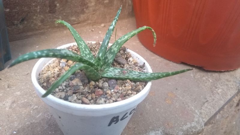 Foto de un cactus que se está identificando actualmente