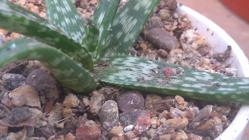 Foto de un cactus que se está identificando actualmente