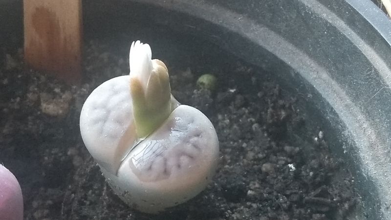 Una foto de Lithops karasmontana ssp. karasmontana
