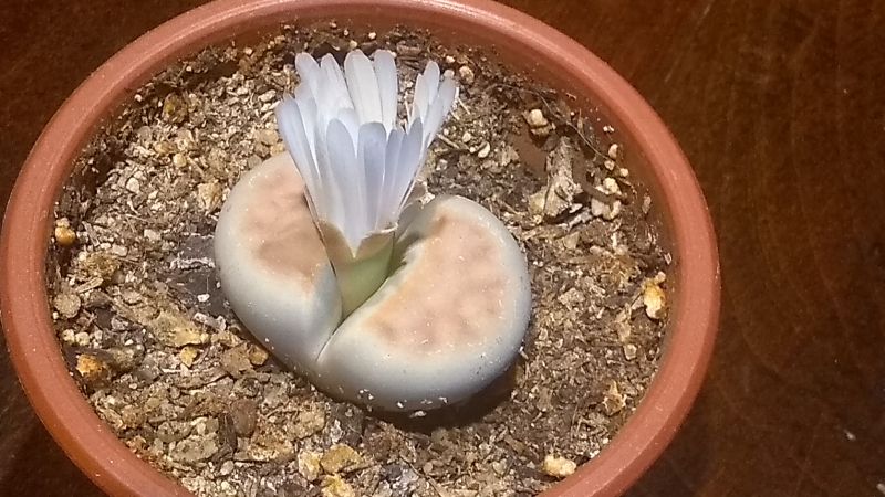 Una foto de Lithops karasmontana ssp. karasmontana