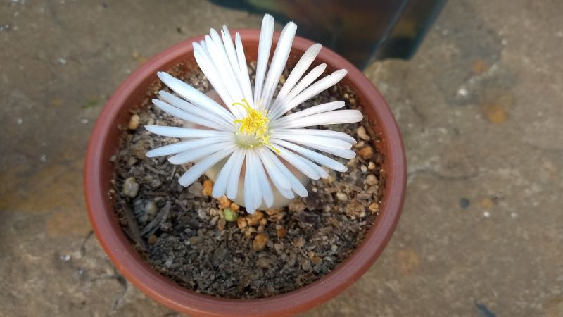 Una foto de Lithops karasmontana ssp. karasmontana