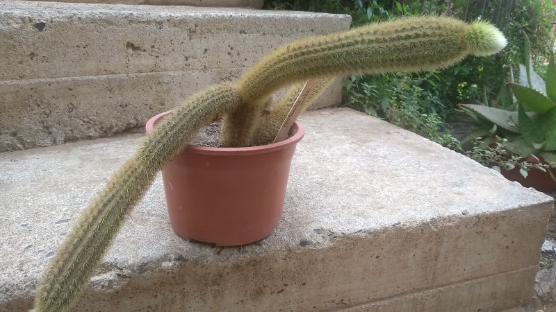 Una foto de Cleistocactus winteri