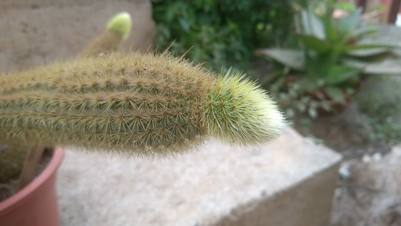Una foto de Cleistocactus winteri