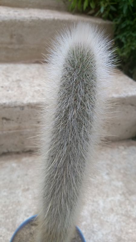 Una foto de Cleistocactus straussii