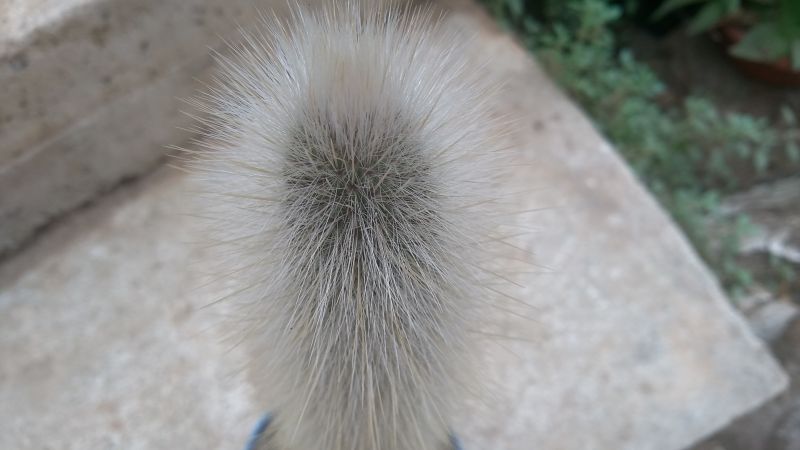 Una foto de Cleistocactus straussii