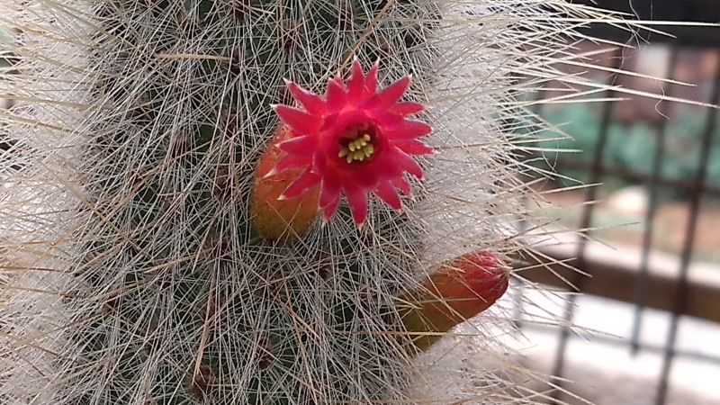 Una foto de Cleistocactus straussii