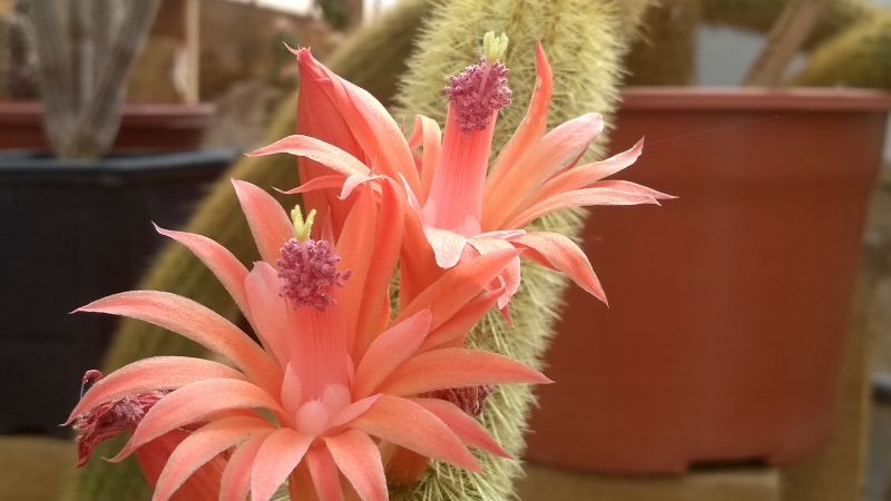 Una foto de Cleistocactus winteri