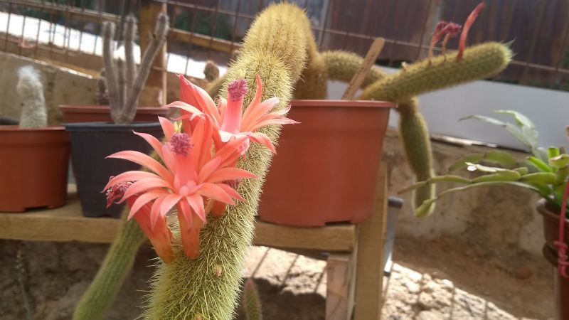 Una foto de Cleistocactus winteri