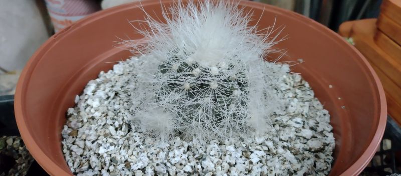 Una foto de Copiapoa krainziana