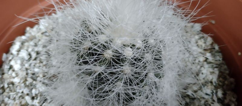 Una foto de Copiapoa krainziana