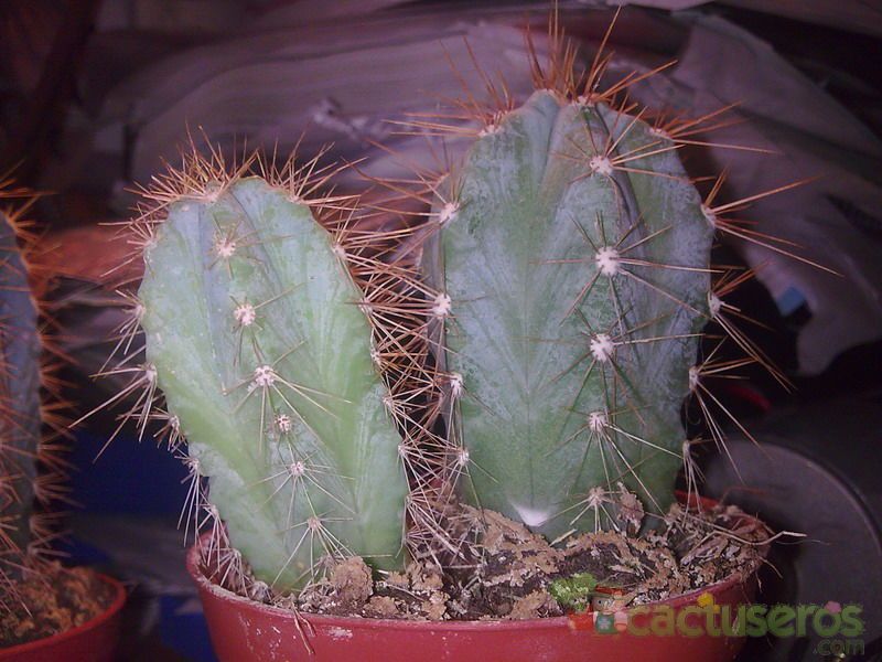 A photo of Stenocereus pruinosus