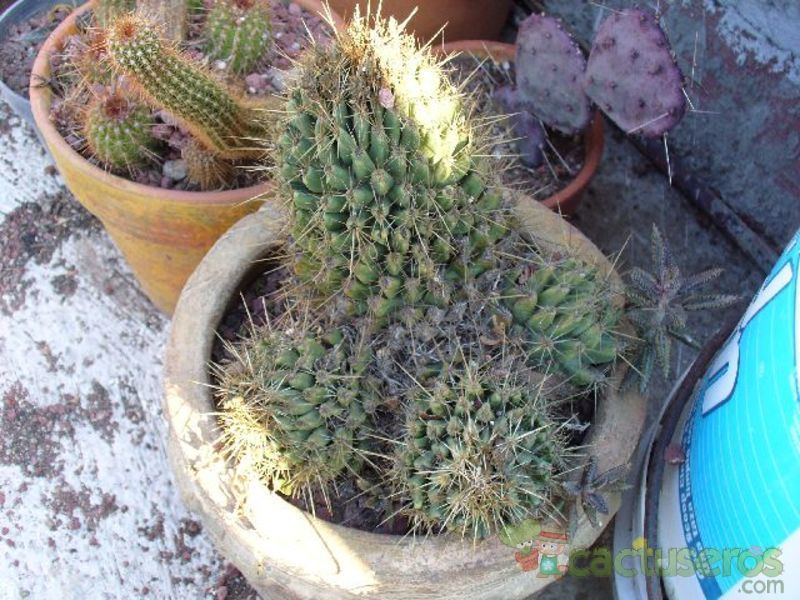 Una foto de Coryphantha georgii