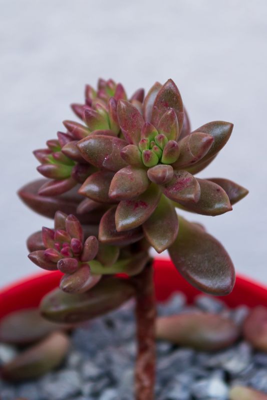 Una foto de Sedeveria Jet Beads (Echeveria affinis x Sedum stahlii)