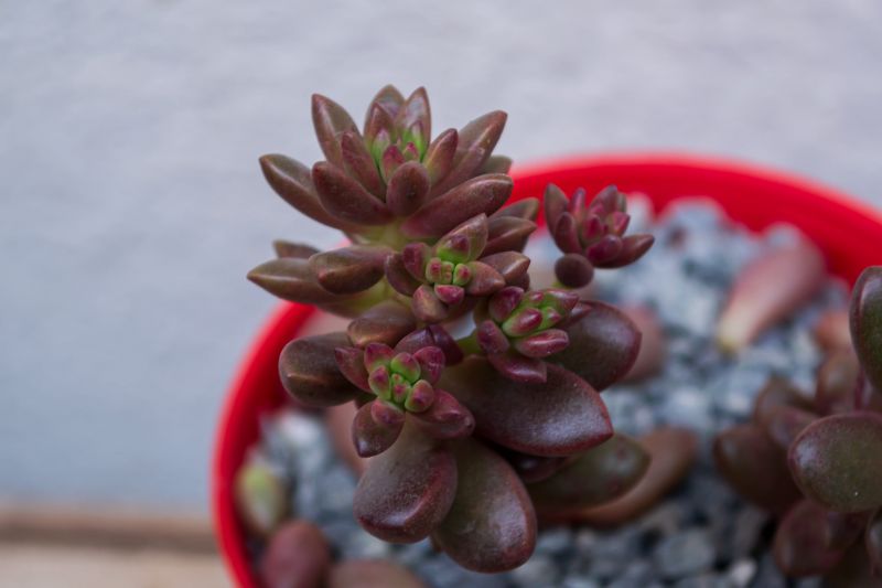 Una foto de Sedeveria Jet Beads (Echeveria affinis x Sedum stahlii)