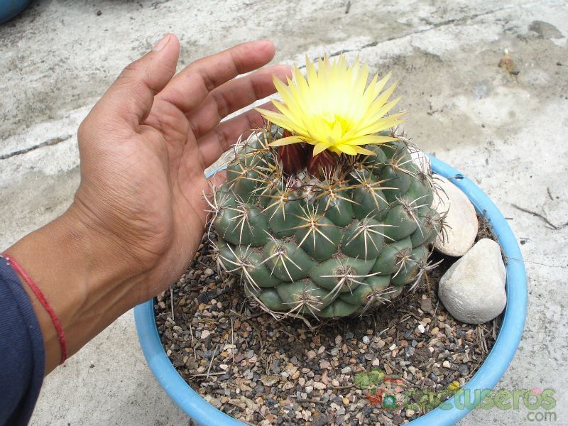 Una foto de Coryphantha elephantidens
