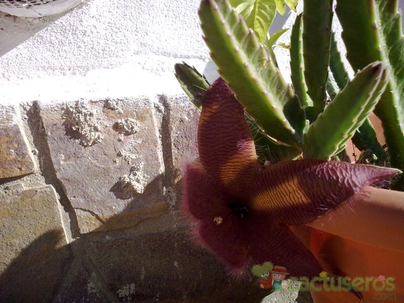 Una foto de Stapelia grandiflora