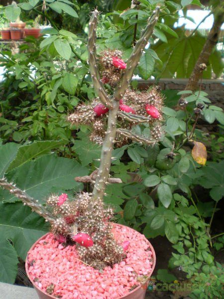 Una foto de Opuntia salmiana