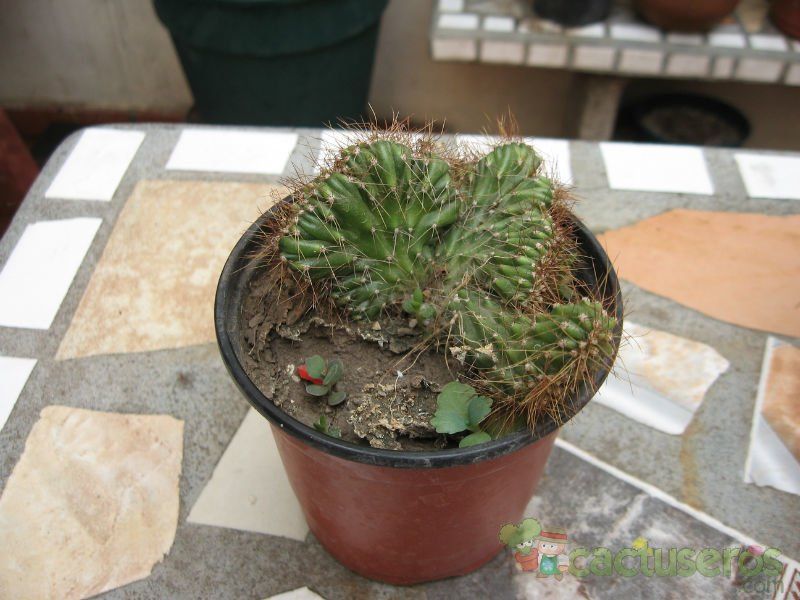 A photo of Cereus peruvianus fma. crestada
