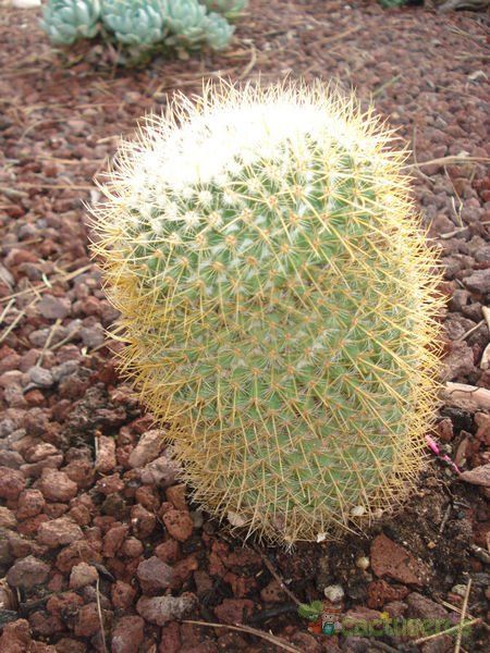 A photo of Mammillaria rhodantha ssp. pringlei
