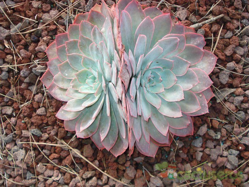 A photo of Echeveria cante