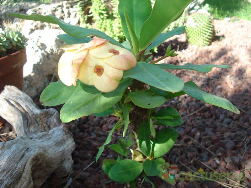 Una foto de Euphorbia milii var. milii