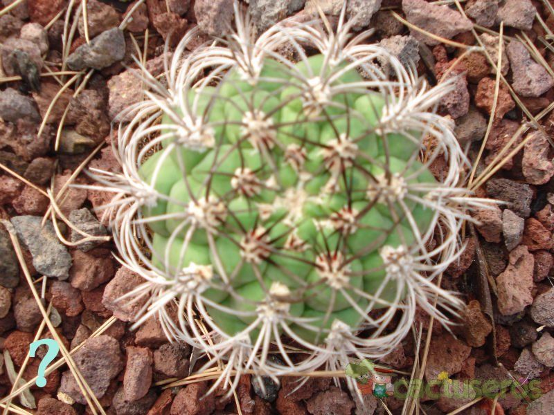 Una foto de Gymnocalycium saglionis