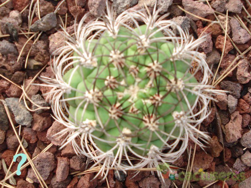 A photo of Gymnocalycium saglionis