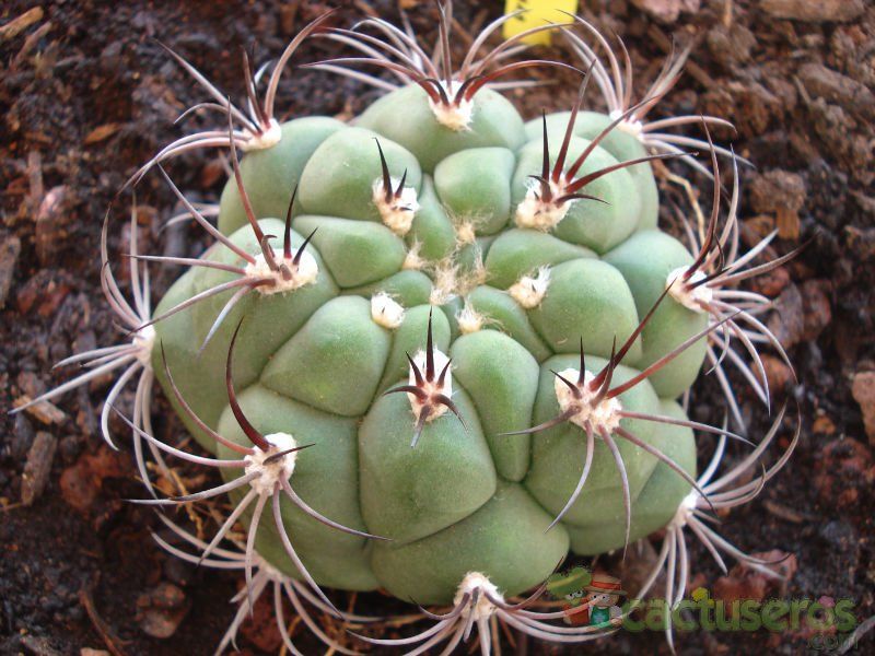 Una foto de Gymnocalycium saglionis