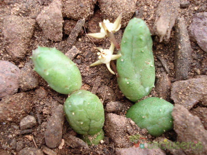 Una foto de Duvalia parviflora