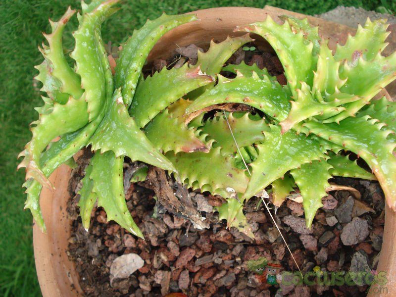 Una foto de Aloe cv. nuda