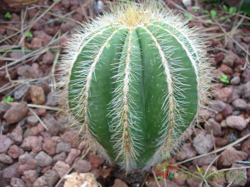 A photo of Parodia magnifica