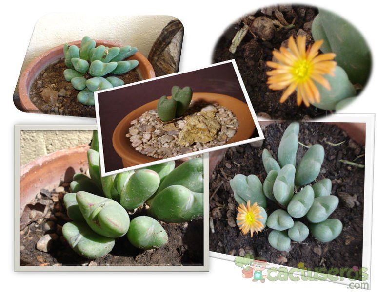 Una foto de Conophytum bilobum 