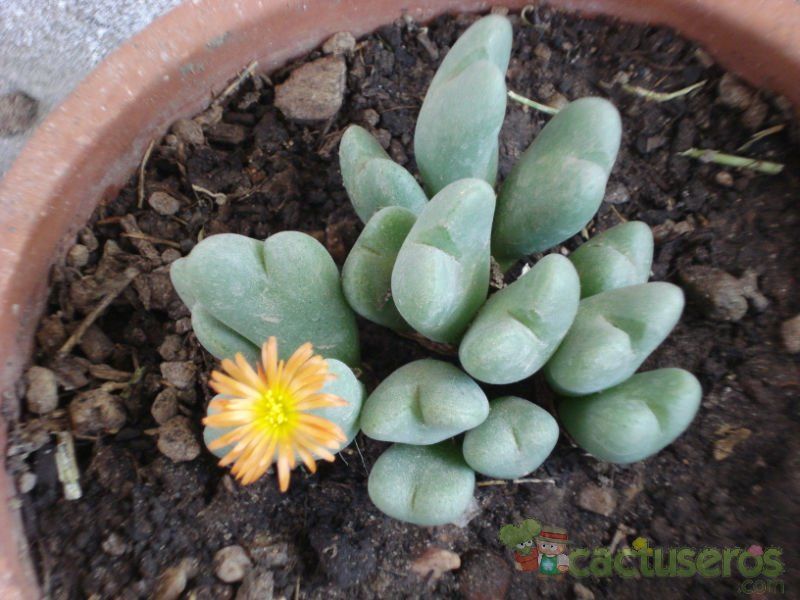 Una foto de Conophytum bilobum 