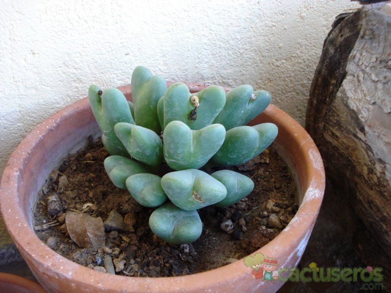Una foto de Conophytum bilobum 