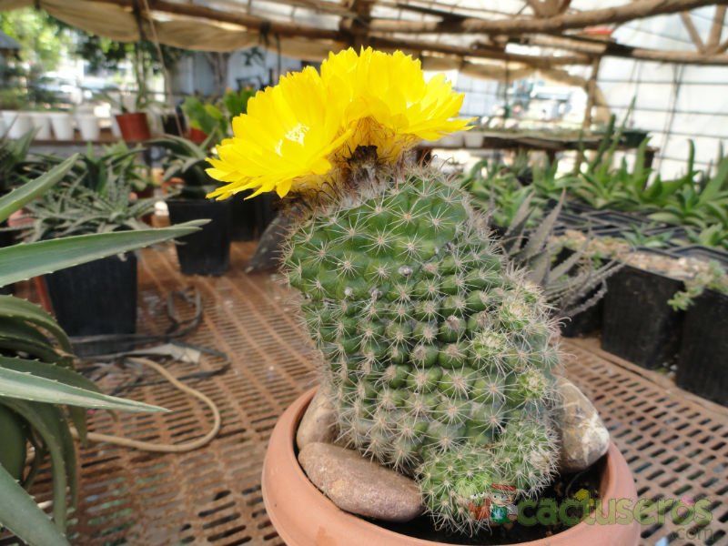 A photo of Parodia curvispina