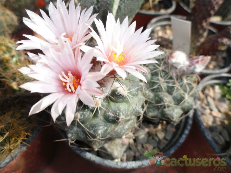 Una foto de Turbinicarpus laui