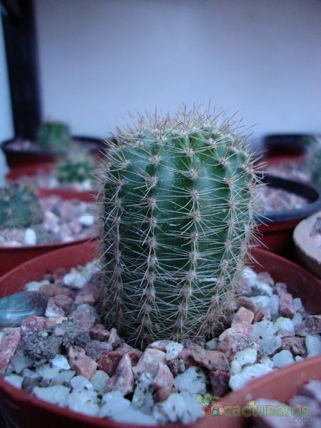Una foto de Echinopsis werdermannii