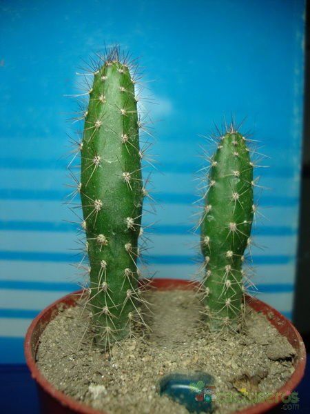 Una foto de Corryocactus melanotrichus